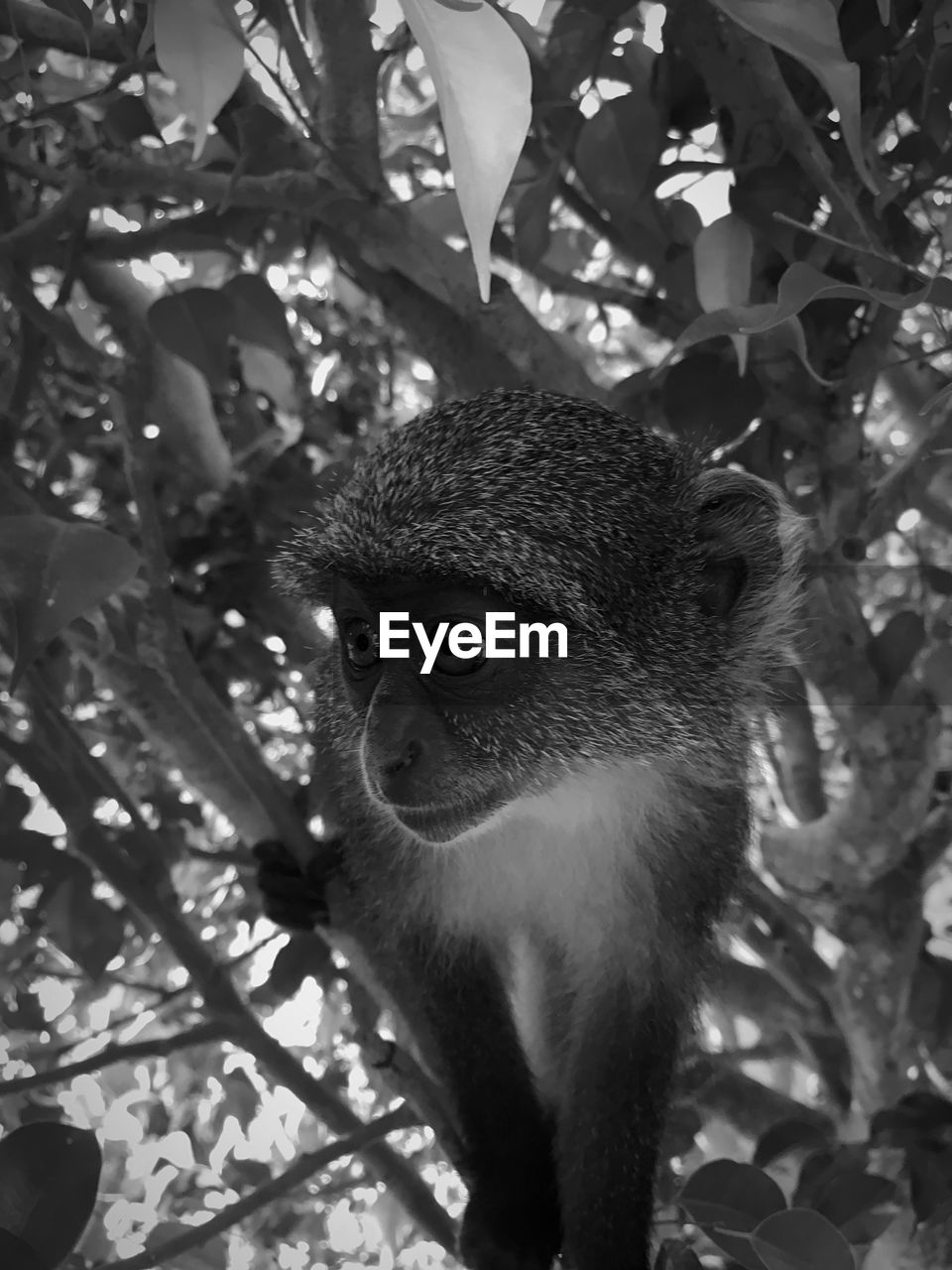 PORTRAIT OF A MONKEY