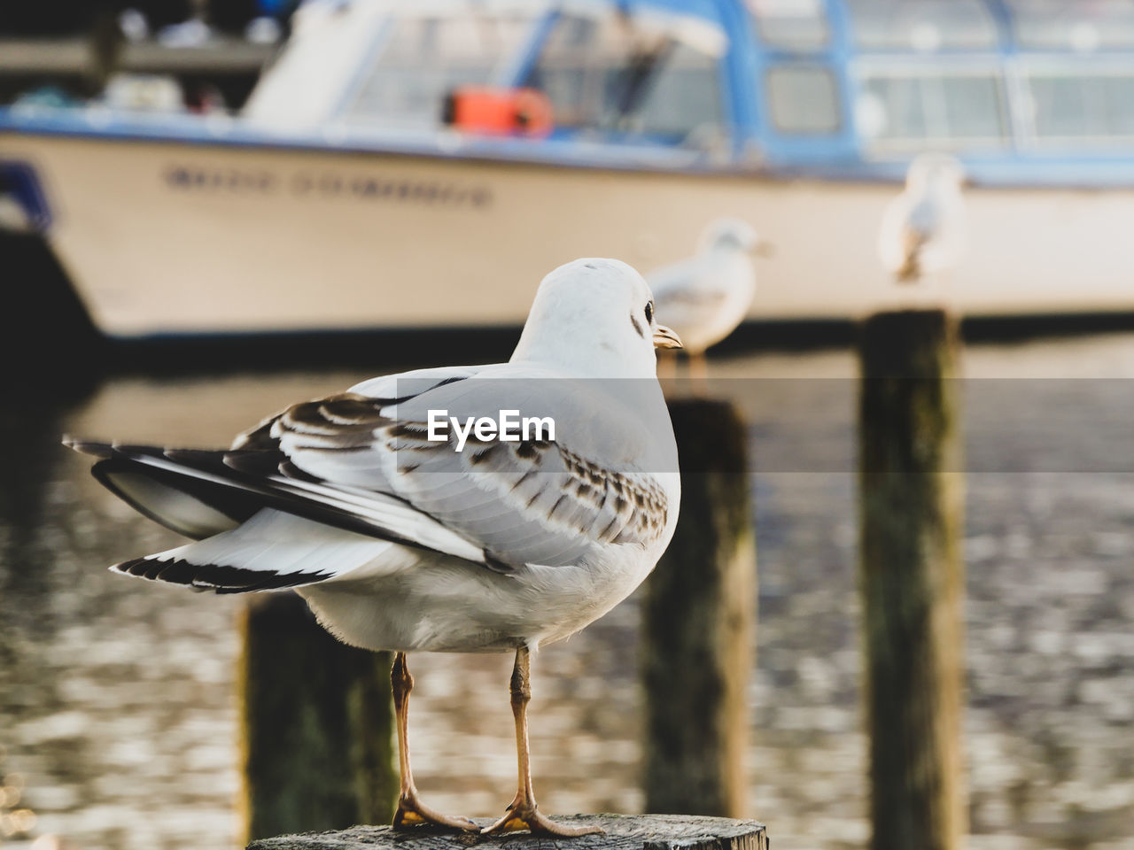 Close-up of seagull perching on wooden post with boat in background 