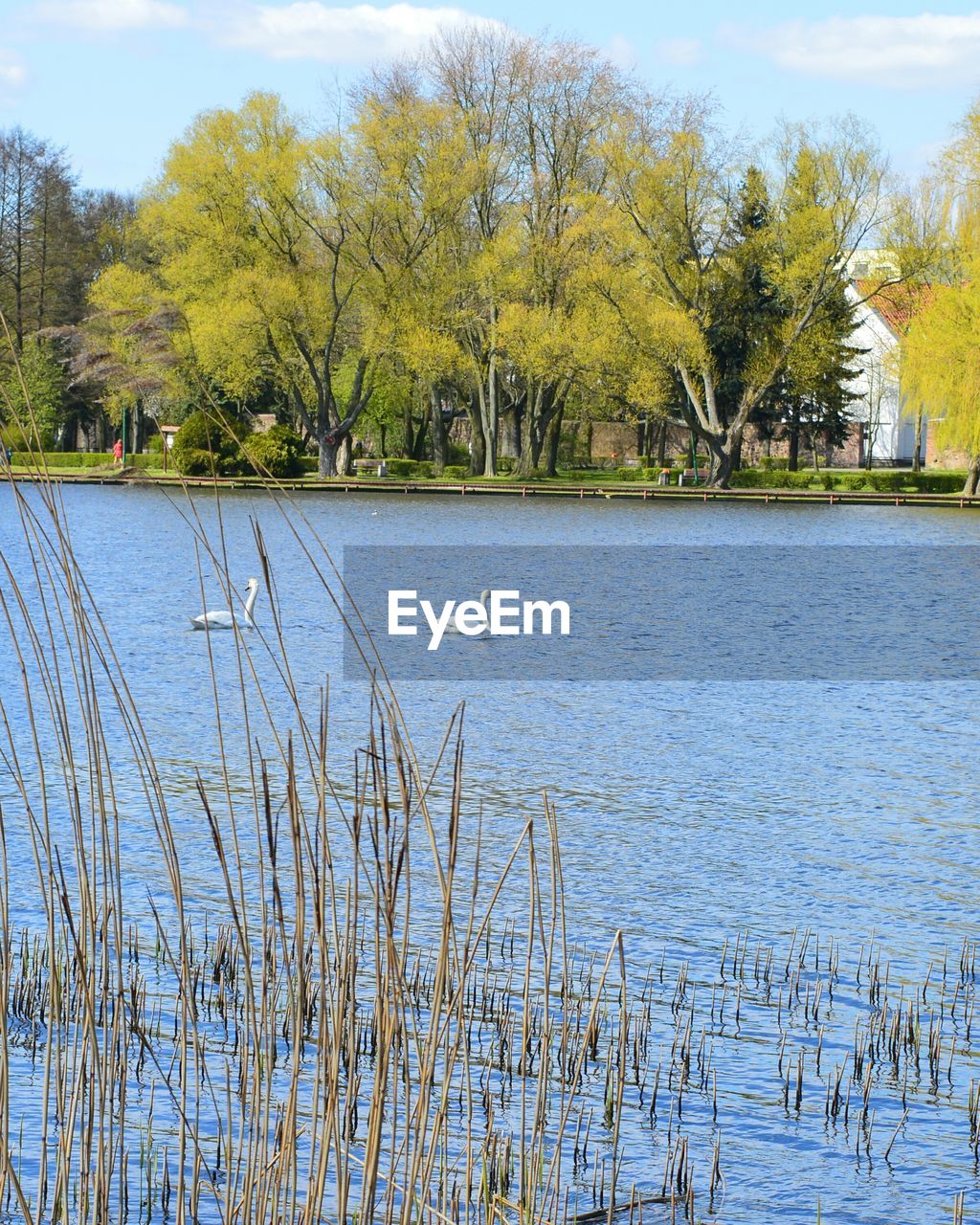 SCENIC VIEW OF LAKE AND TREES AGAINST SKY