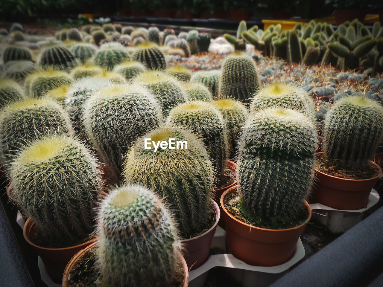 CLOSE-UP OF CACTUS