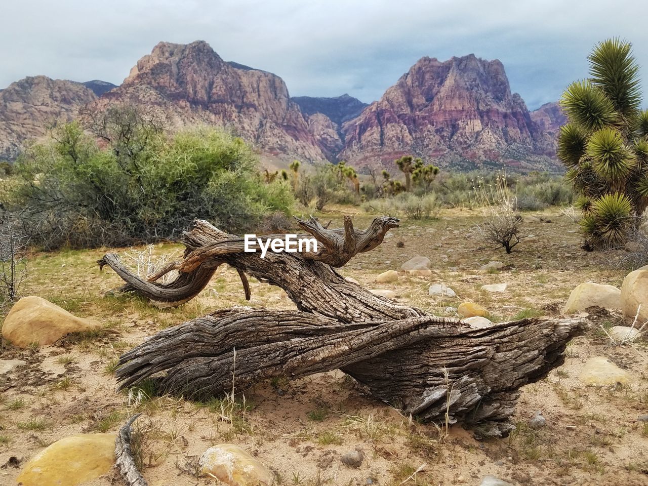 SCENIC VIEW OF TREE MOUNTAINS