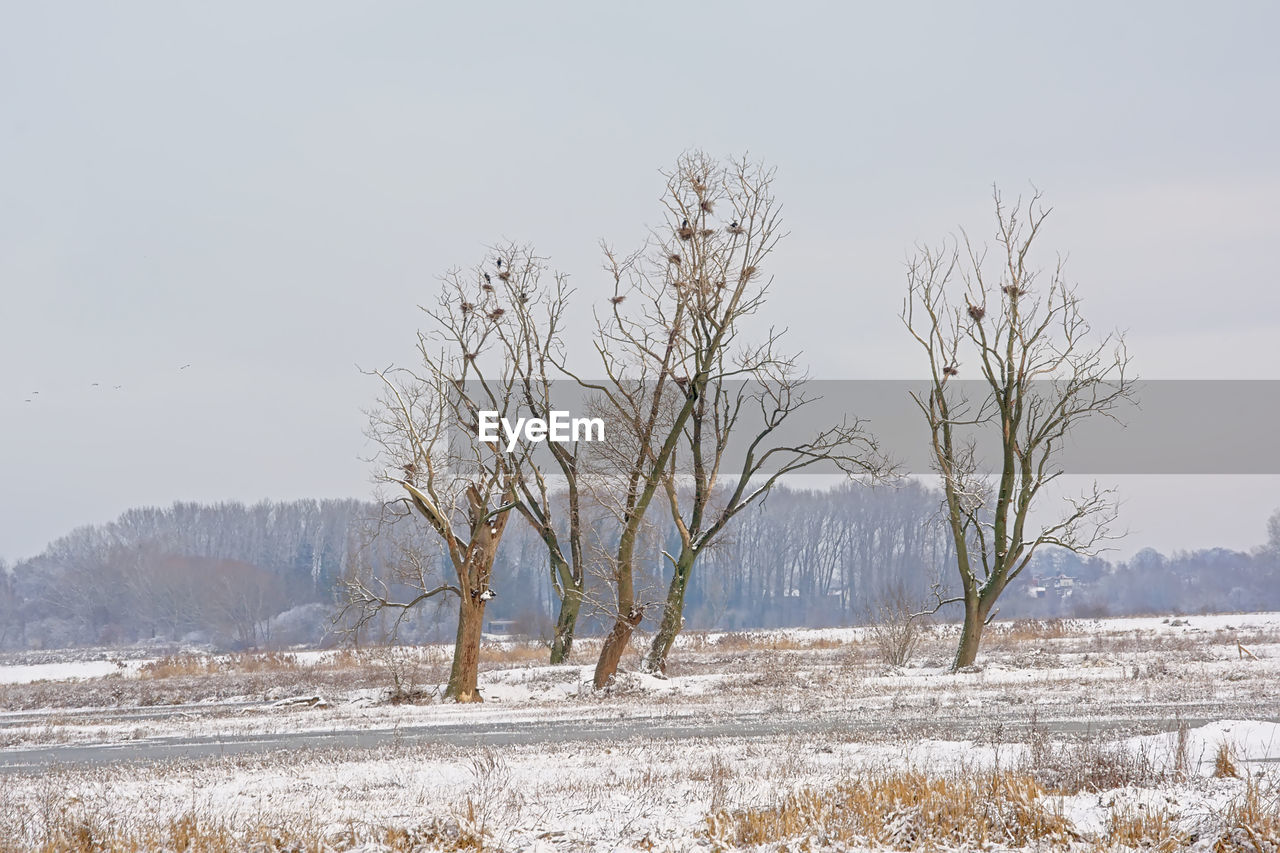 BARE TREES ON FIELD DURING WINTER