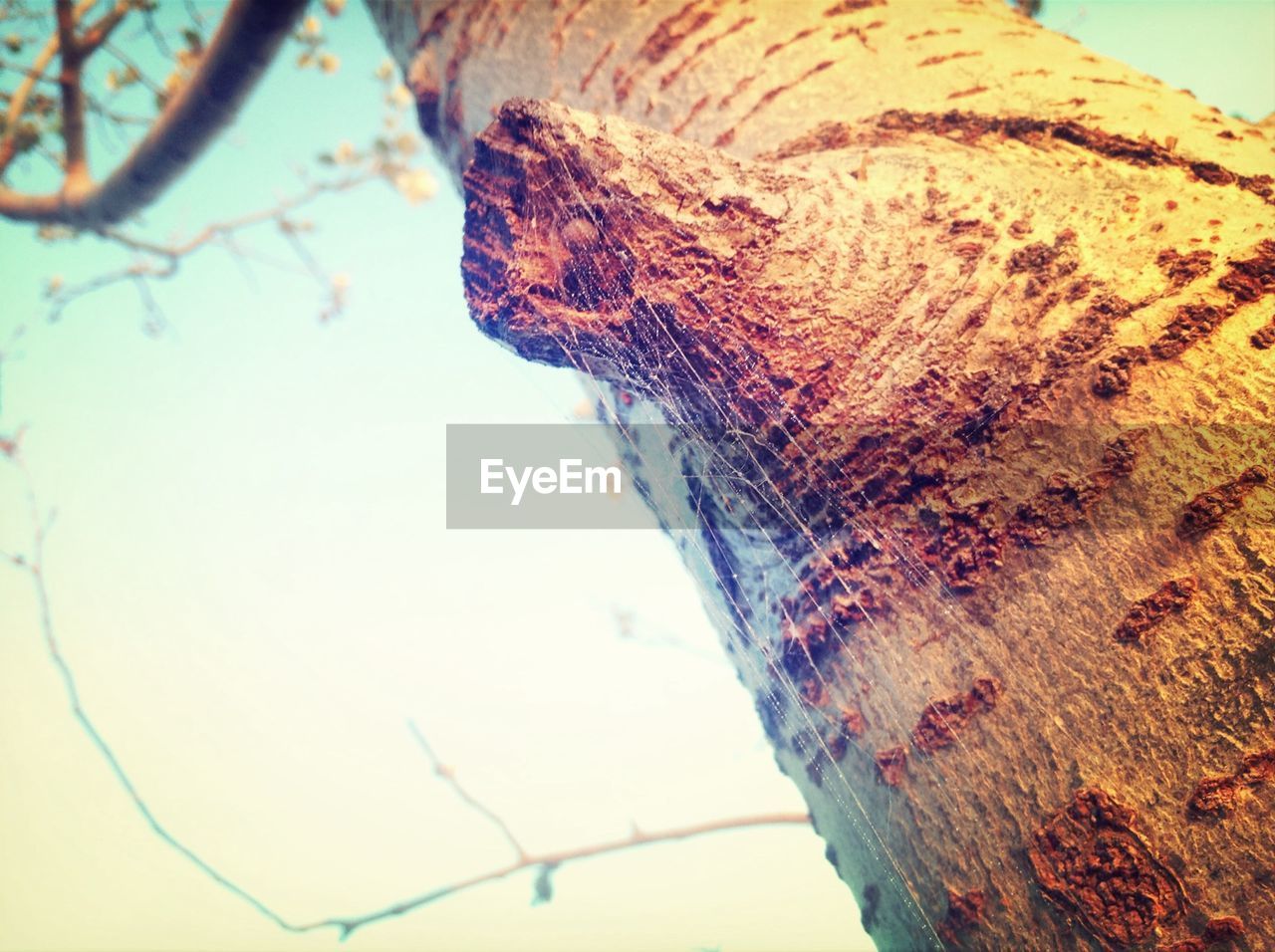 Close-up of spider web on tree trunk