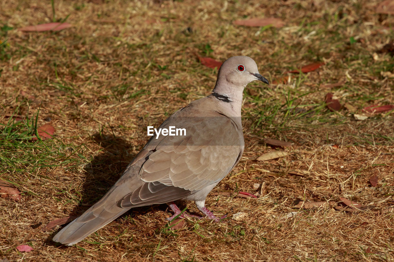 Close-up of dove perching on field