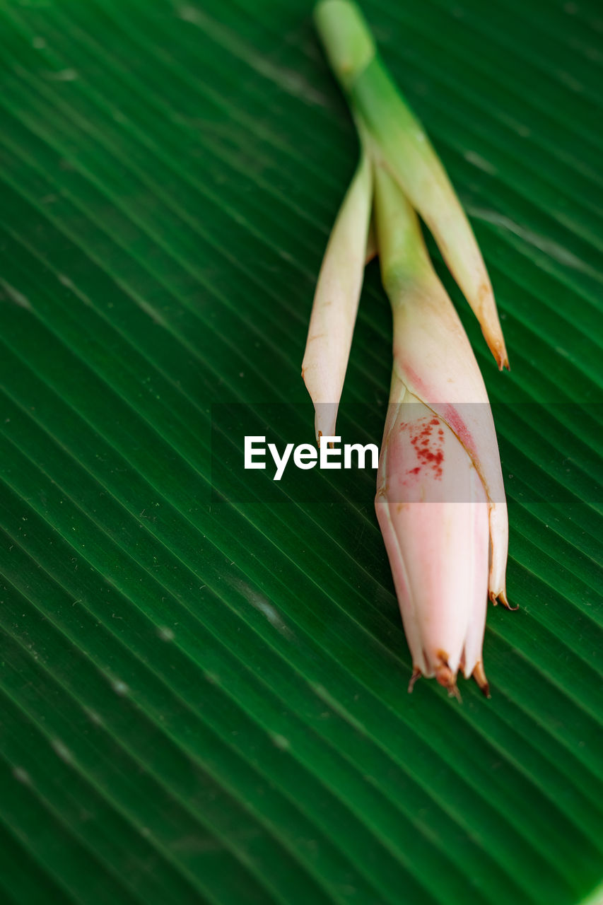 Bunga kantan or torch ginger flower with scientific name etlingera herb on banana leaf background.