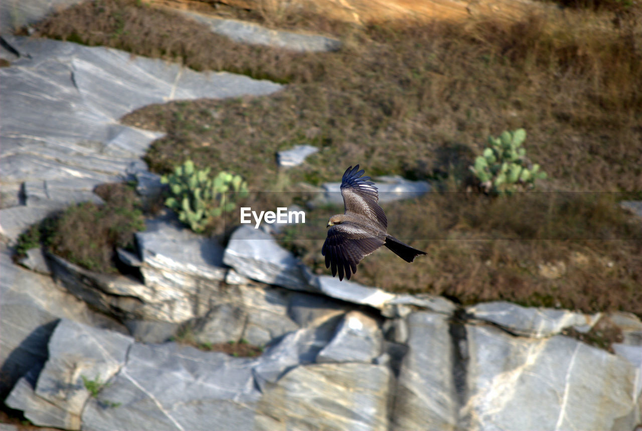 BIRD FLYING AMIDST WATER