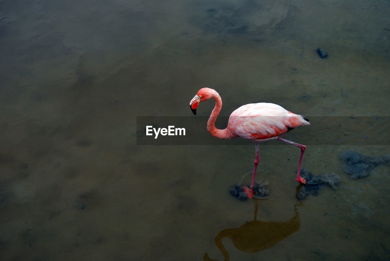 High angle view of flamingo walking at lakeshore