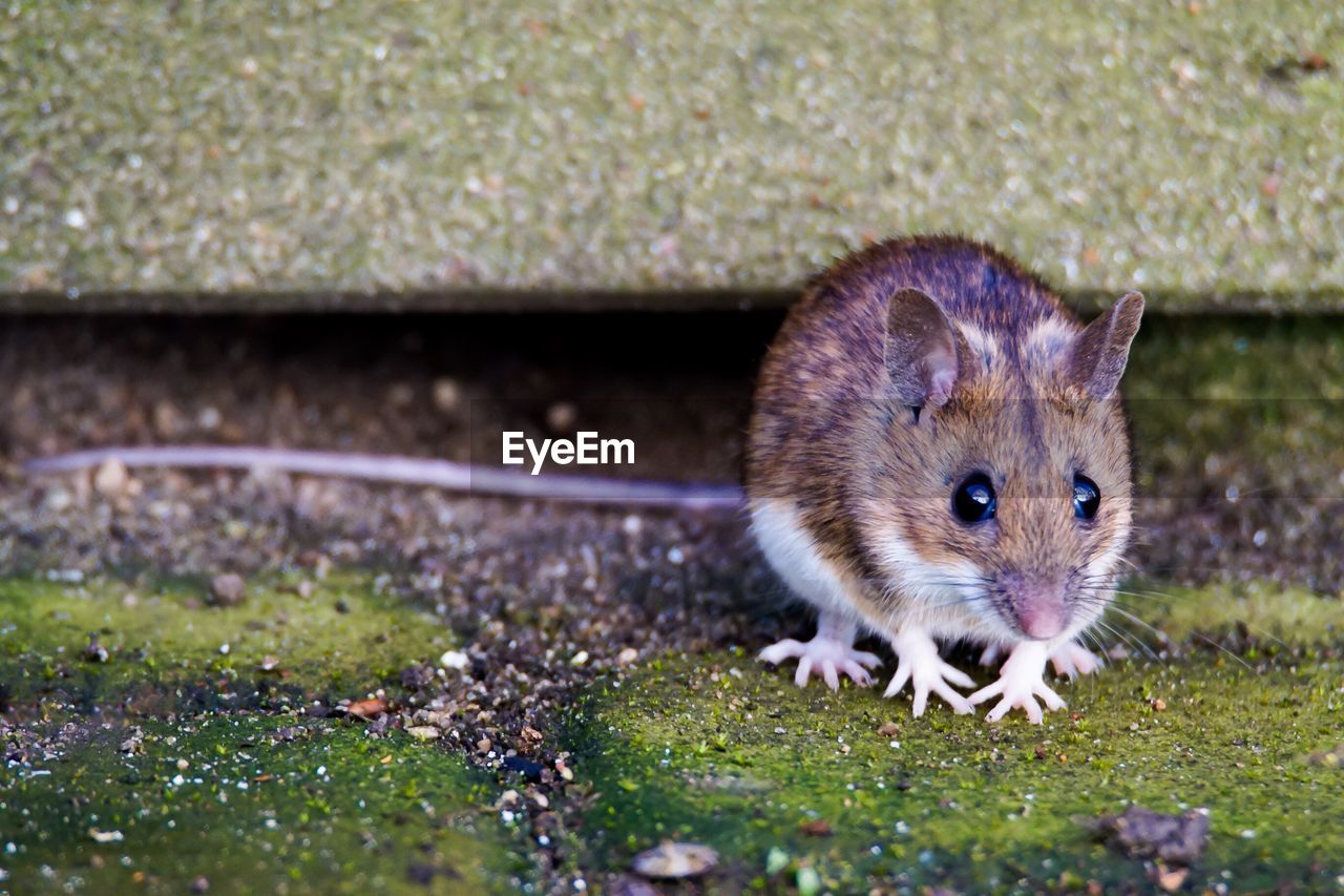 Close-up of rat on grassy field