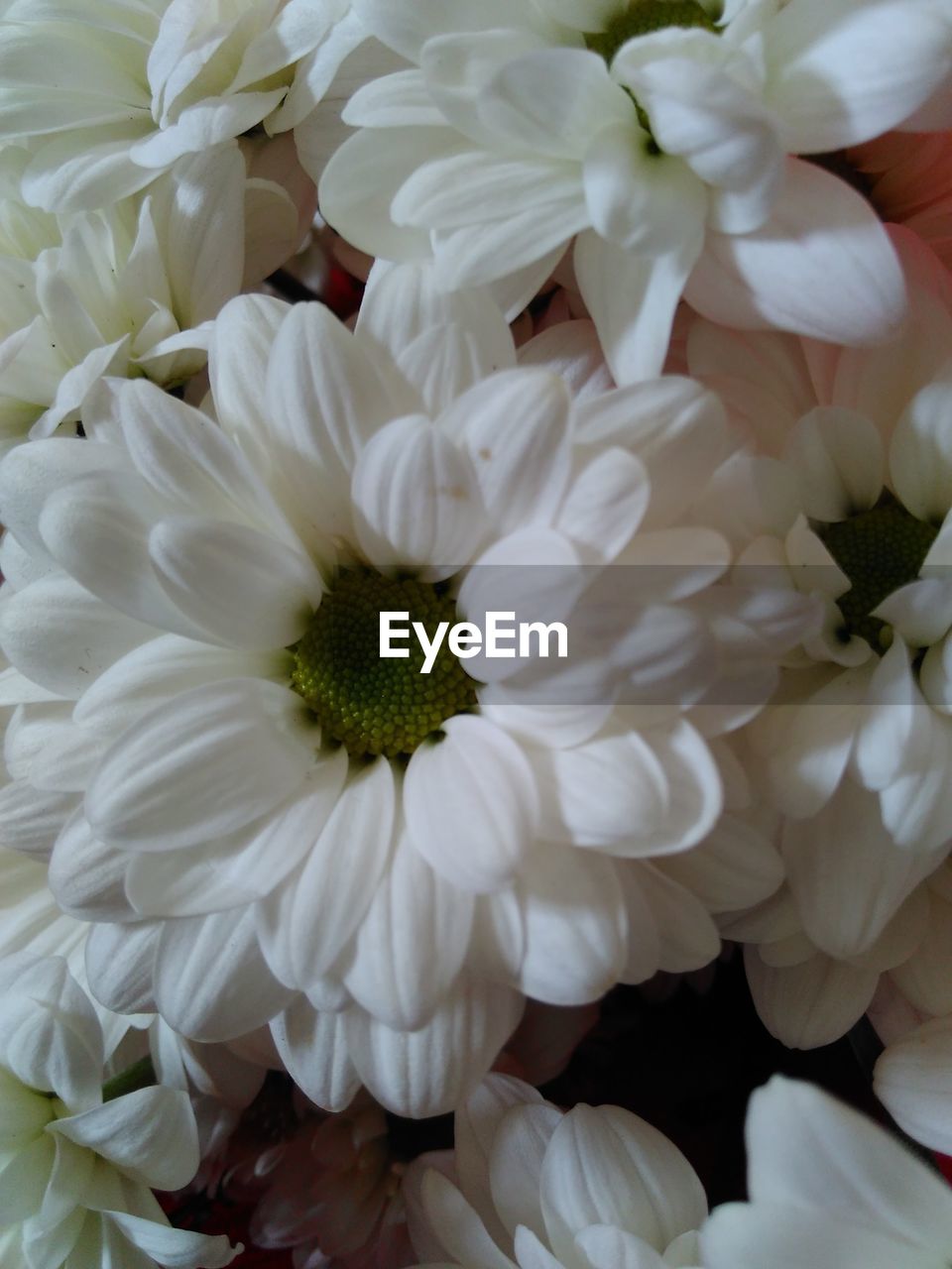 MACRO SHOT OF WHITE FLOWER