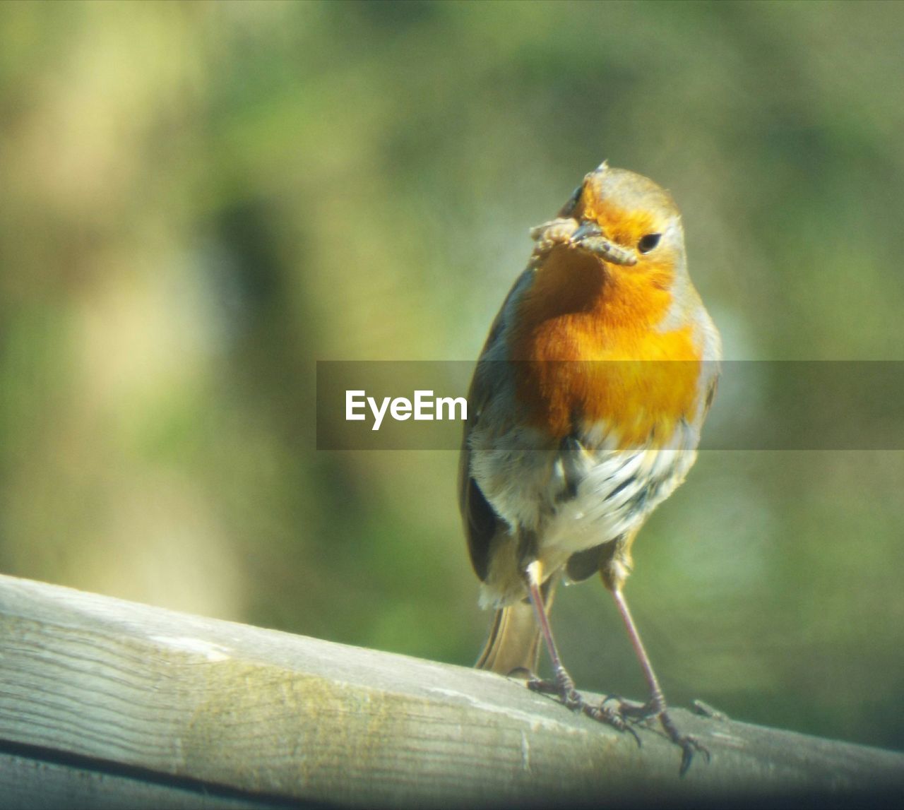 CLOSE-UP OF BIRD PERCHING ON LEAF