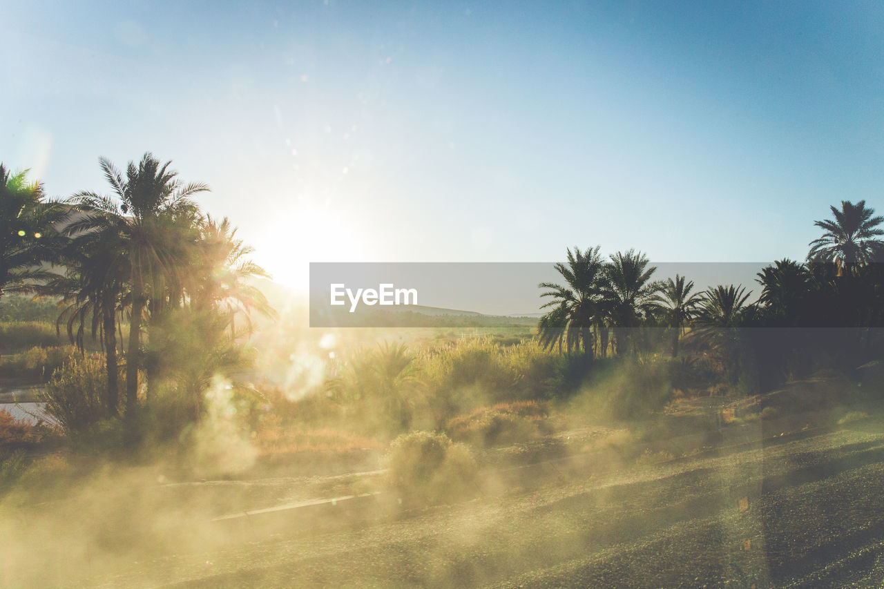 Scenic view of palm trees on field against clear sky during foggy weather