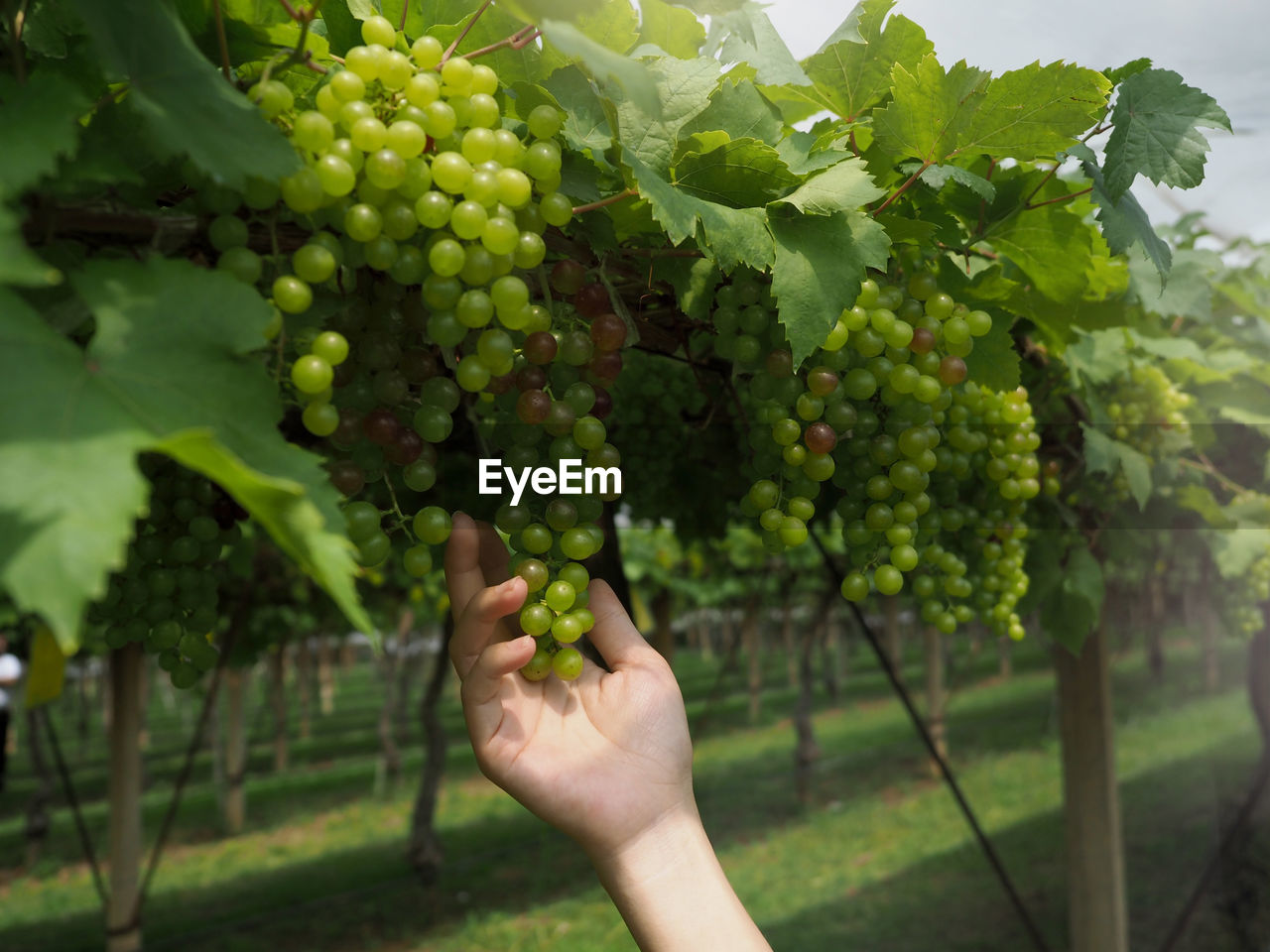 Closeup of woman hand touching the green grape in the open field.