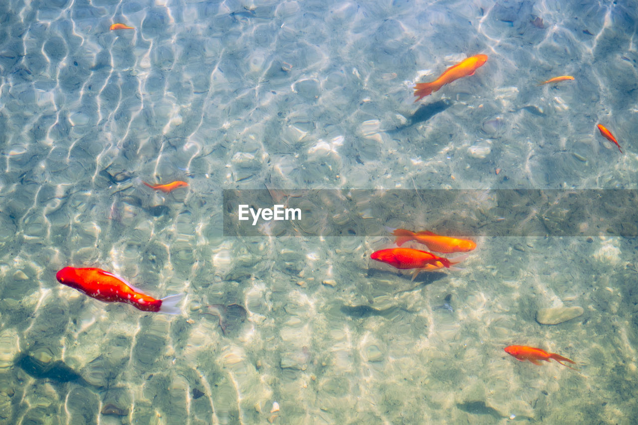 HIGH ANGLE VIEW OF FISH IN SEA