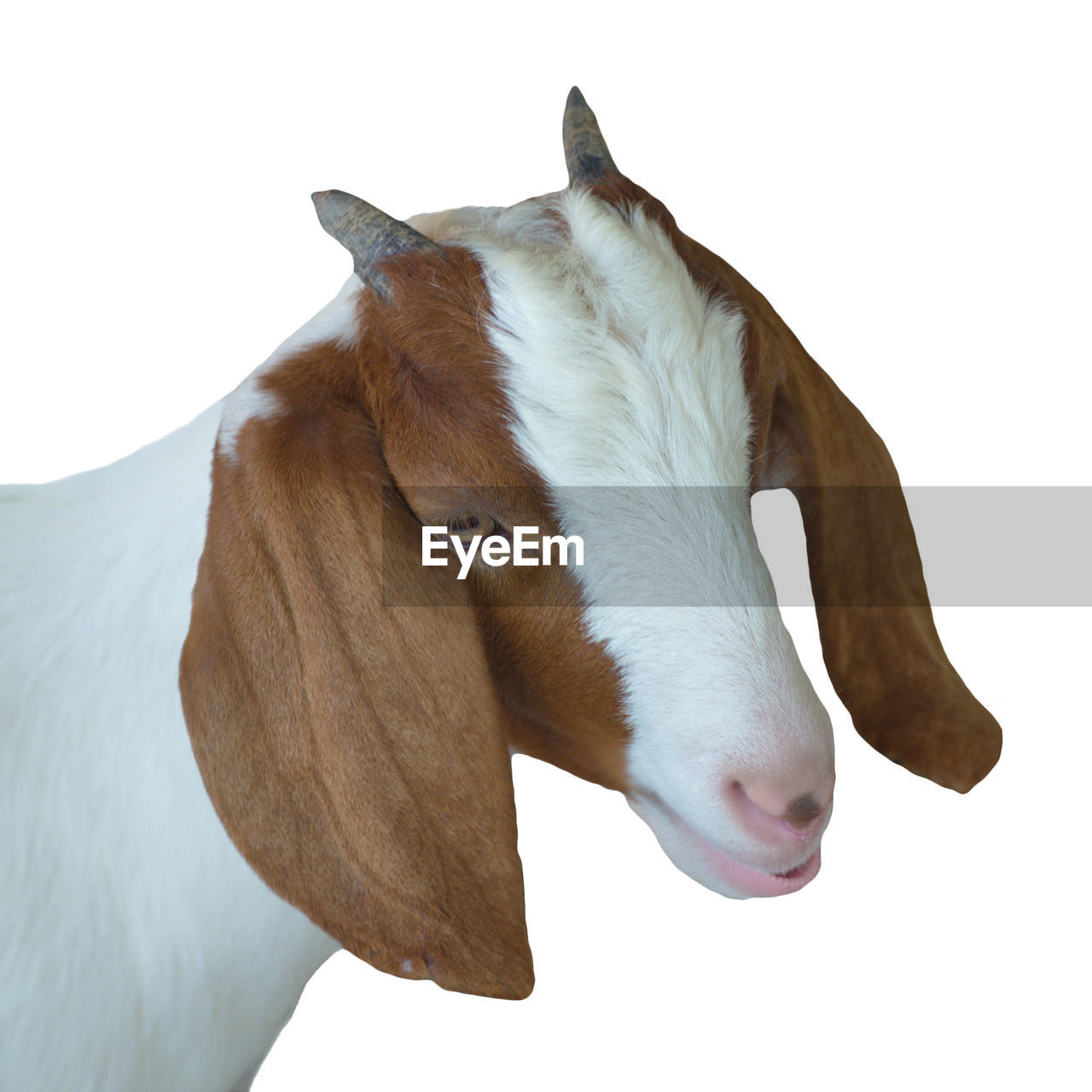 CLOSE-UP OF A WHITE HORSE AGAINST GRAY BACKGROUND