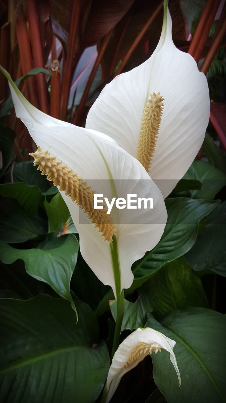 Close-up of white lily