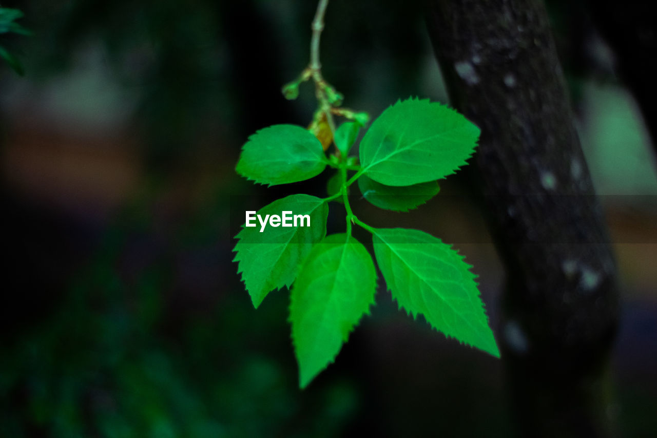 CLOSE-UP OF LEAVES ON TREE TRUNK