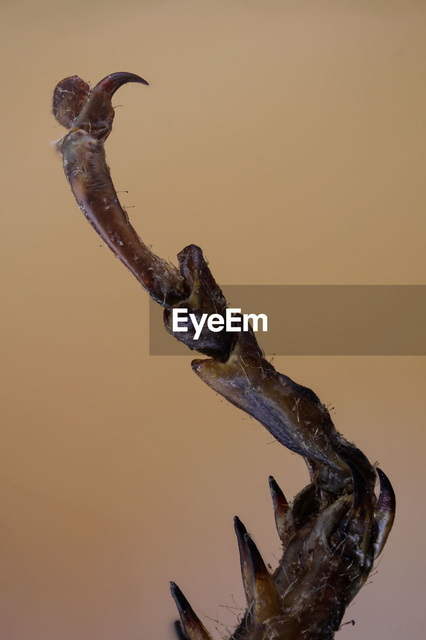 CLOSE-UP OF BIRD ON BRANCH