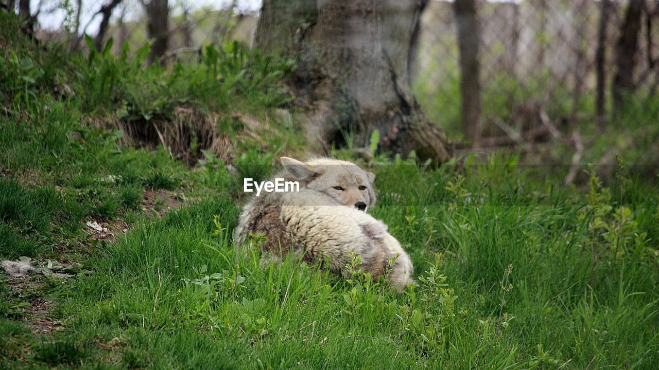 Captive coyote in a field