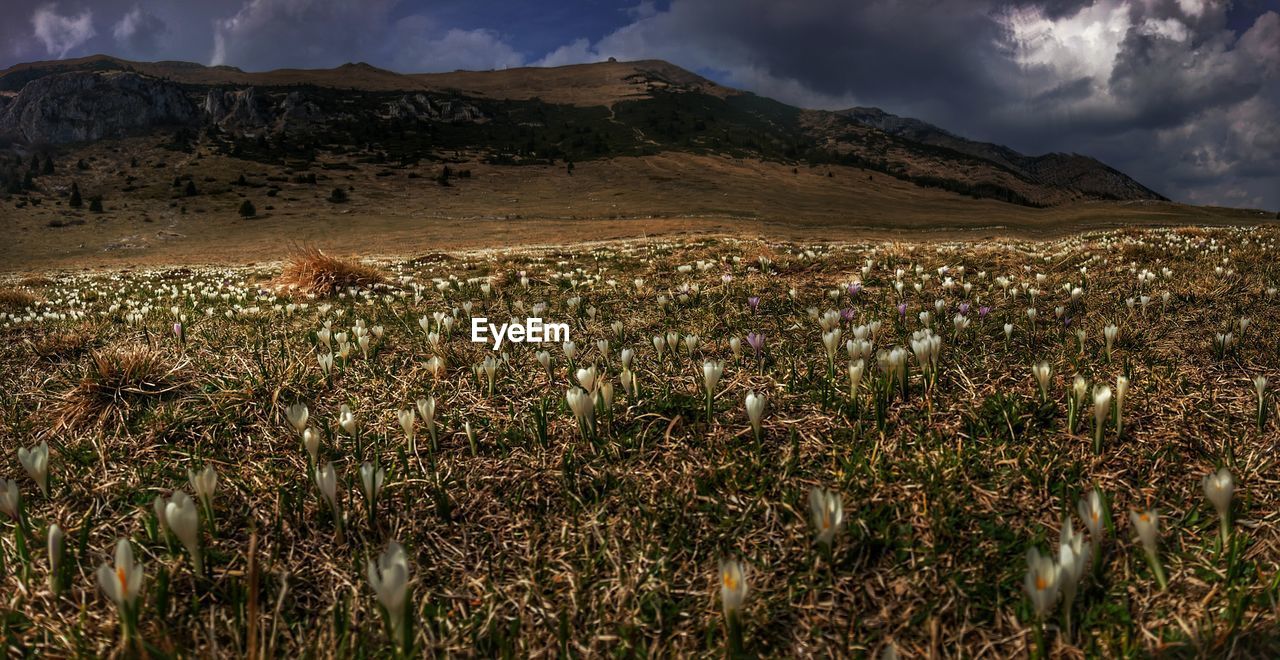 Scenic view of illuminated field against sky