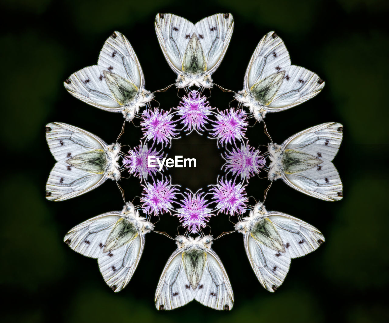 Kaleidoscope image of butterfly 