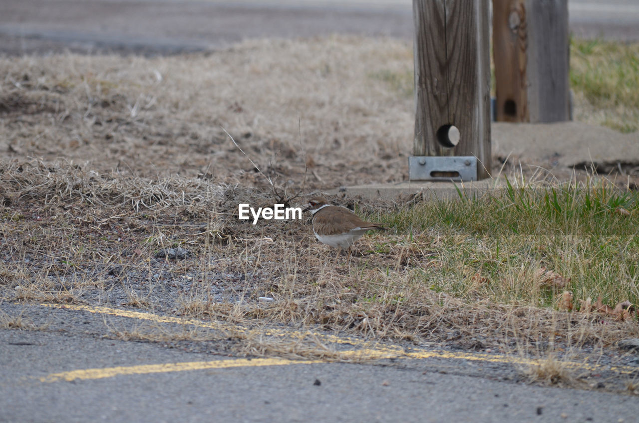 Foraging killdeer upclose 