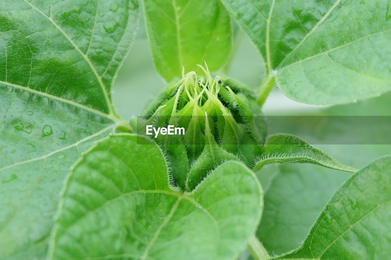 Close-up of fresh green leaf