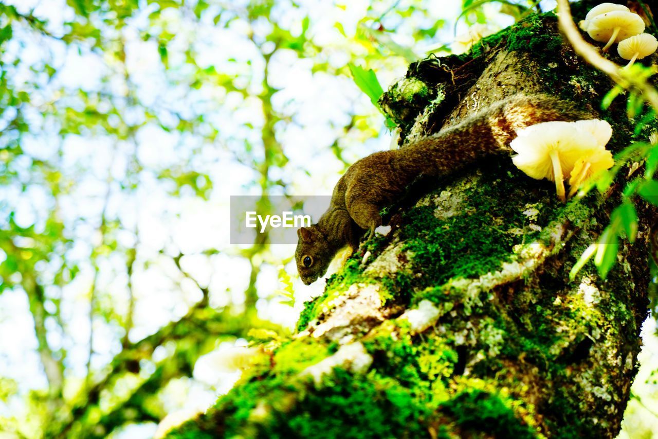 Close-up of lizard on tree