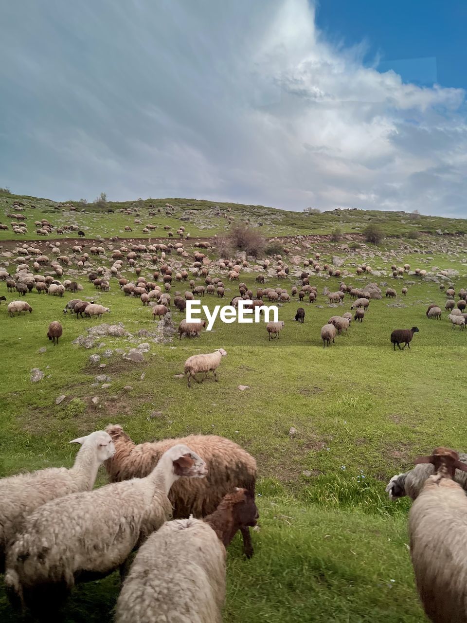 flock of sheep grazing on field against sky