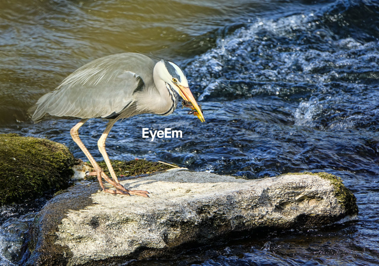 CLOSE-UP OF GRAY HERON PERCHING ON ROCK IN SEA