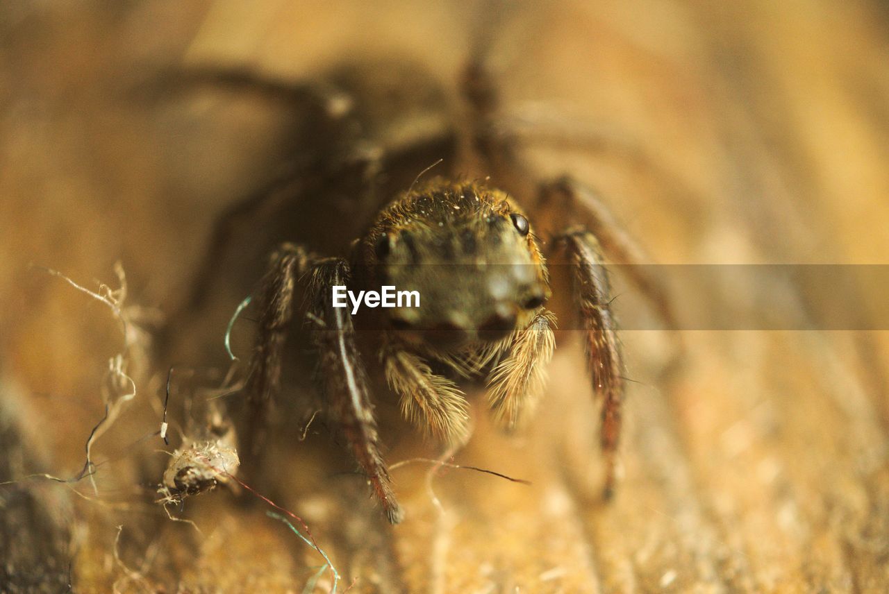 Close-up of spider