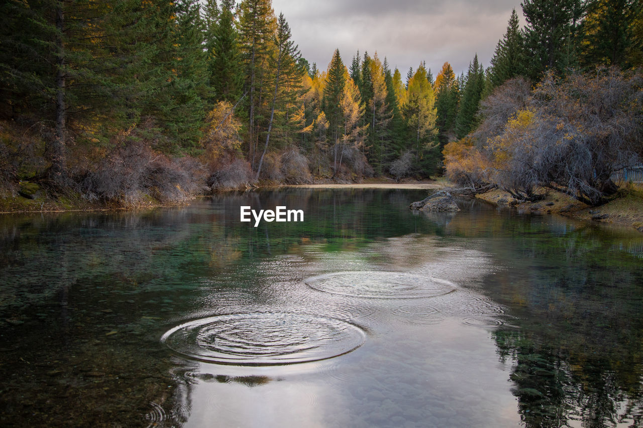 SCENIC VIEW OF LAKE AMIDST TREES IN FOREST