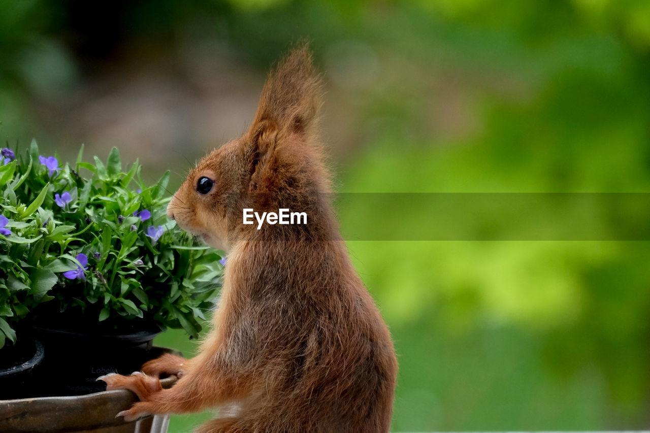 Close-up of a squirrel on a flower. 