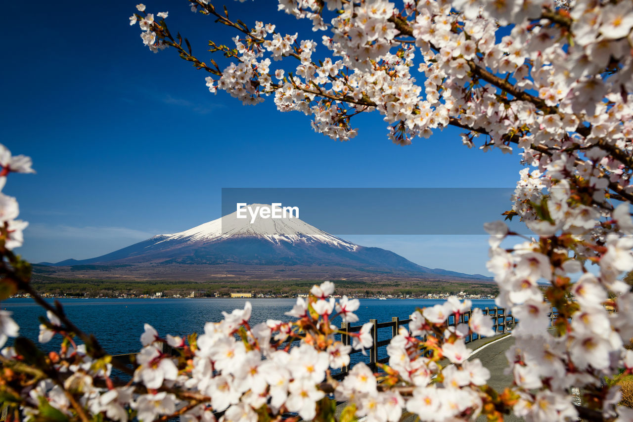 VIEW OF CHERRY BLOSSOM TREE IN SPRING