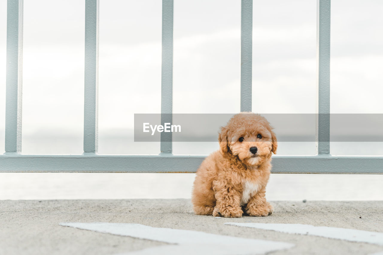 Brown puppy poodle at the walkway in the garden