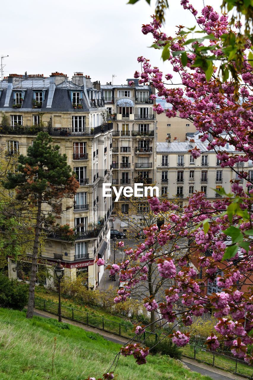 Cherry blossom by buildings in city against sky