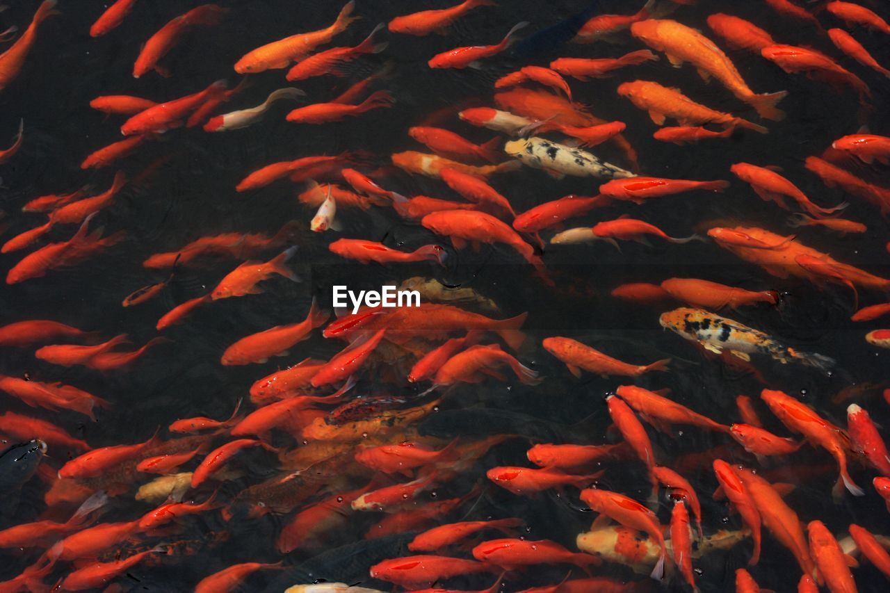 Koi carps swimming underwater