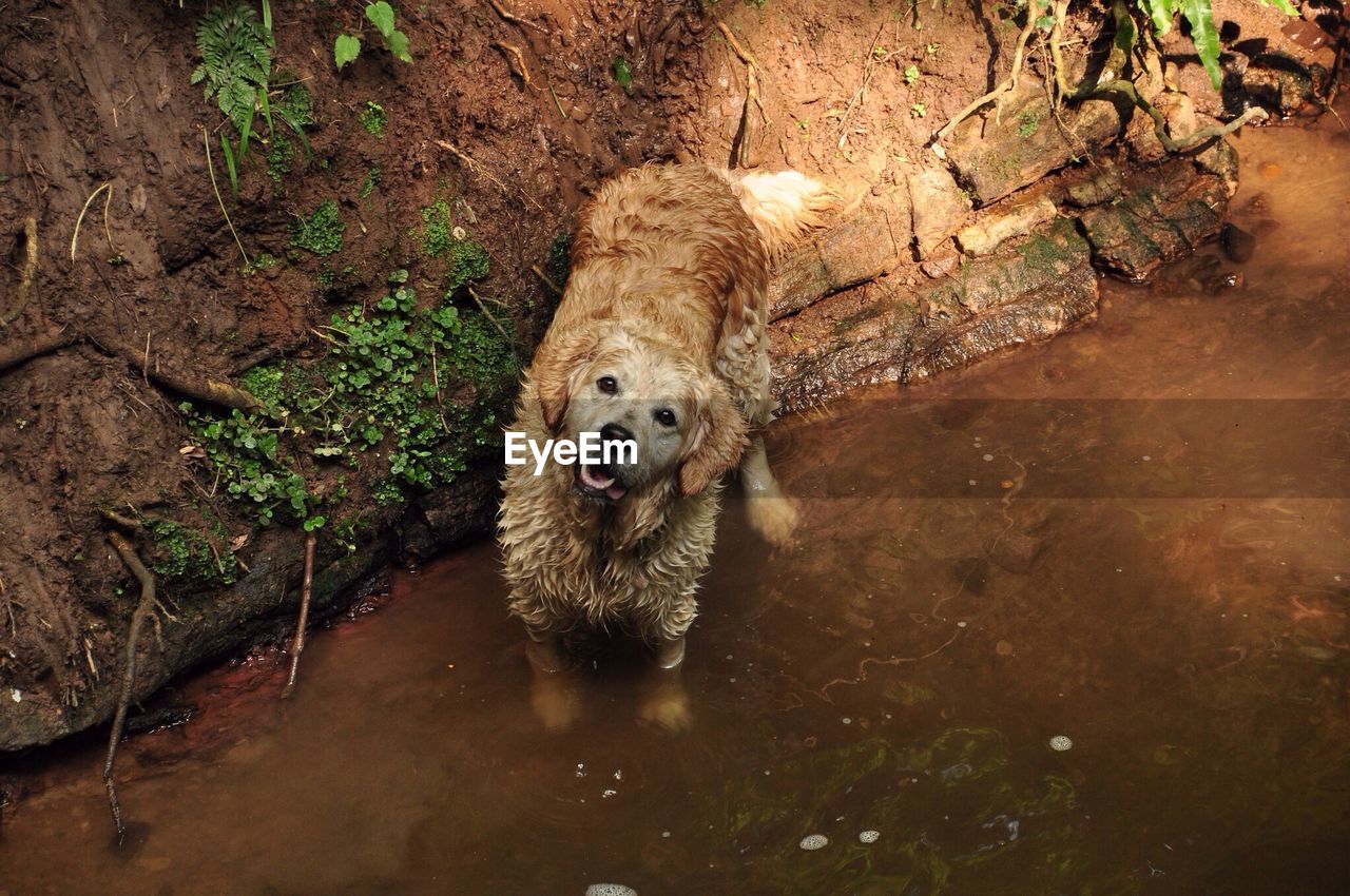 High angle portrait of wet dog in street