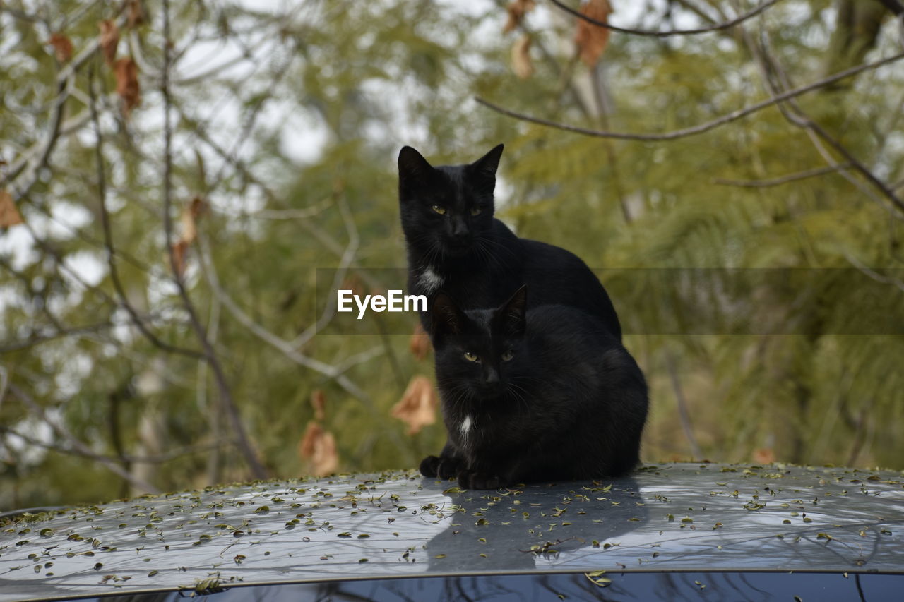 animal, animal themes, mammal, one animal, cat, pet, domestic animals, black, tree, black cat, domestic cat, feline, plant, no people, nature, animal wildlife, small to medium-sized cats, felidae, carnivore, sitting, branch, day, wildlife, outdoors