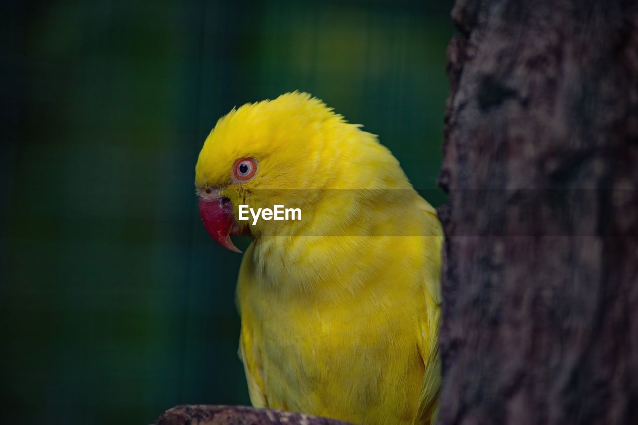 Close-up of parrot perching on tree