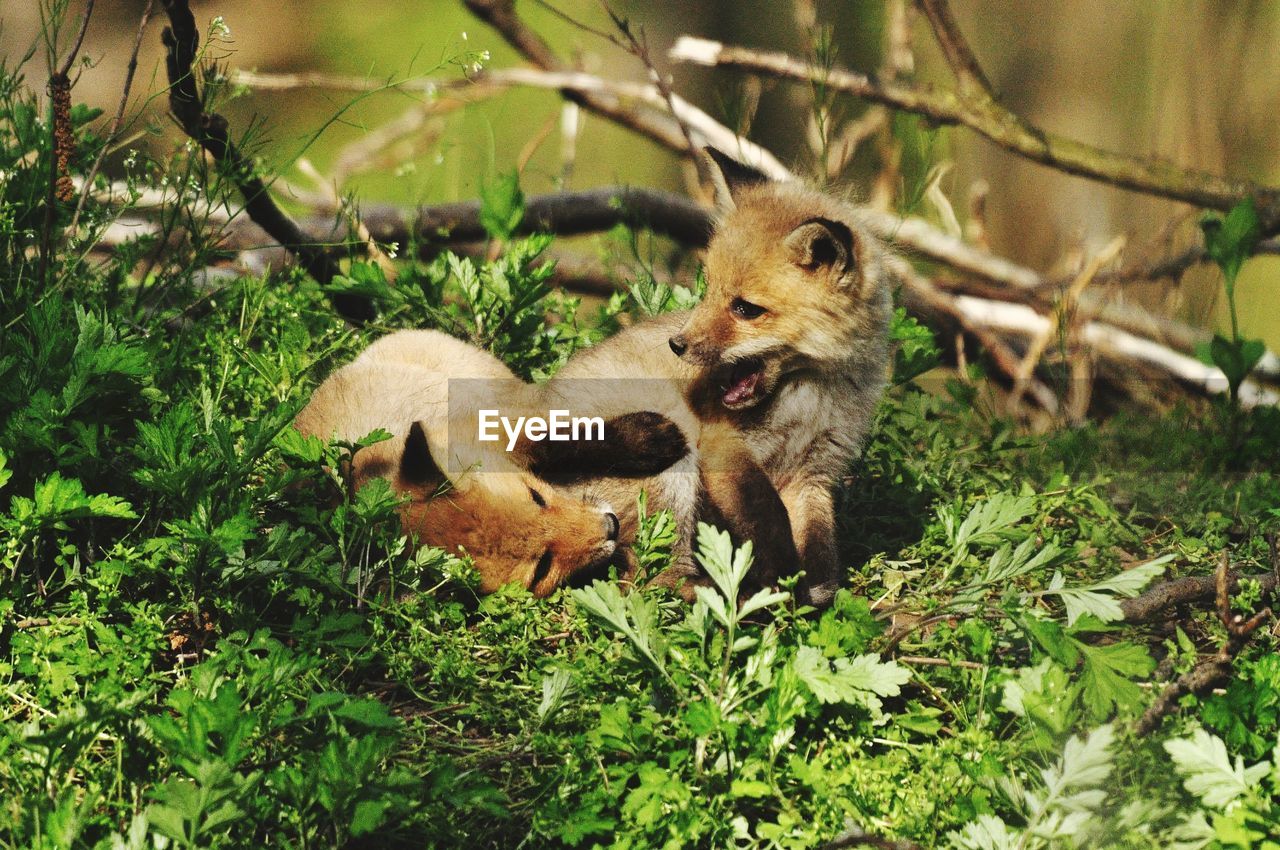 A pair of animals frolicking in the bushes