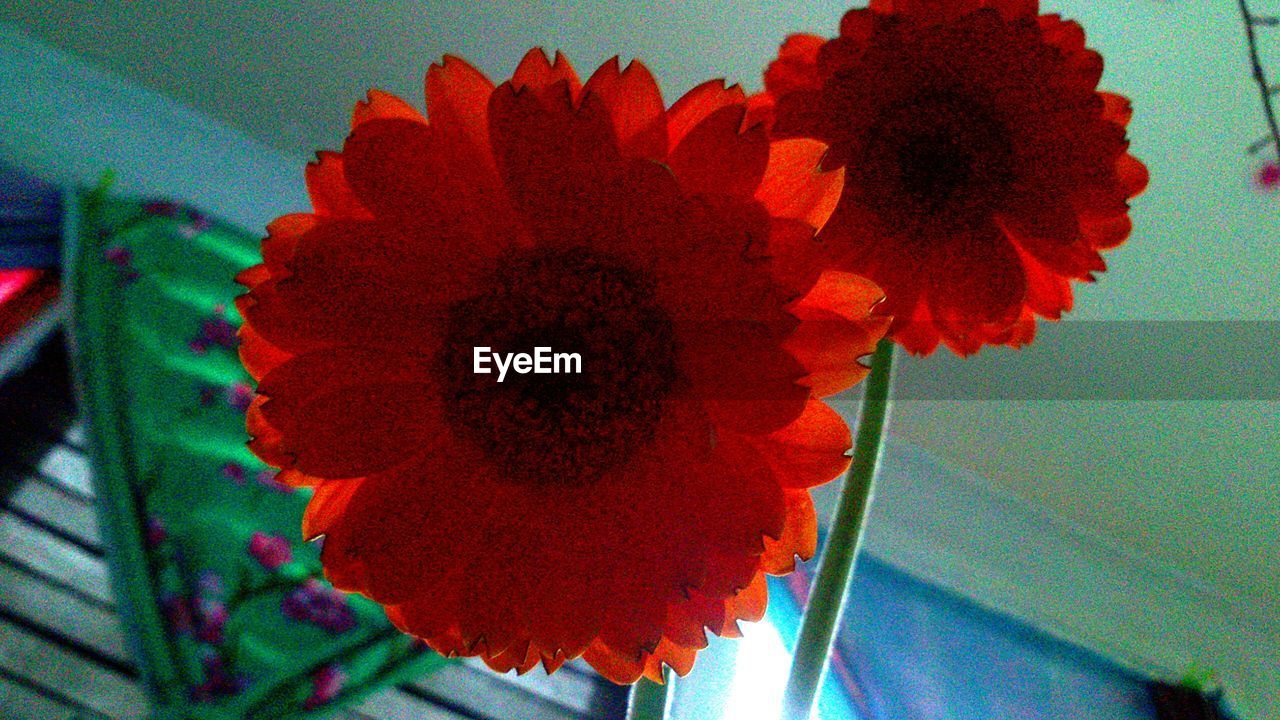 CLOSE-UP OF RED FLOWER ON PLANT