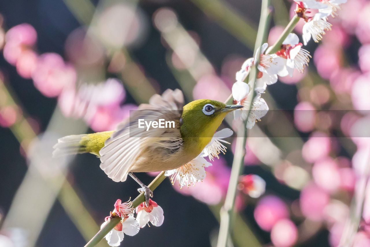 Close-up of bird perching on flower