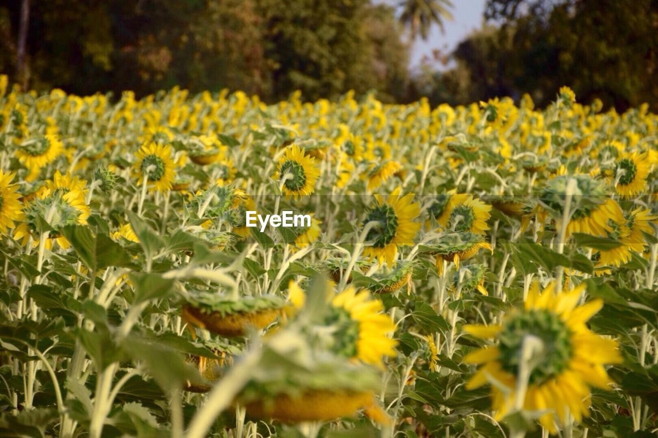 Close-up of yellow flowers blooming on field