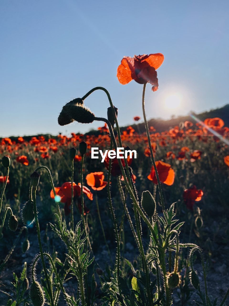 CLOSE-UP OF RED POPPY FLOWERS