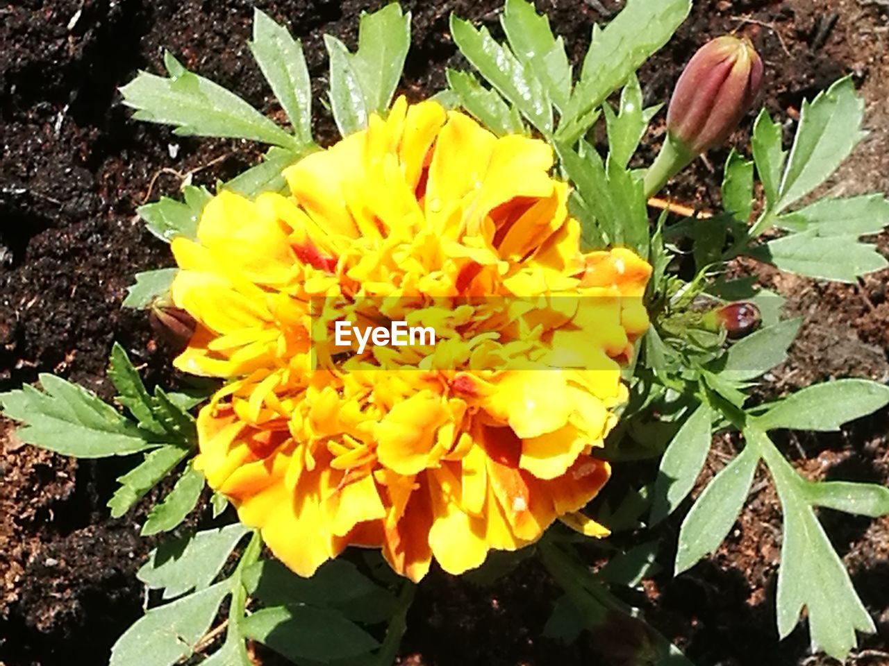 CLOSE-UP OF YELLOW FLOWERING PLANTS