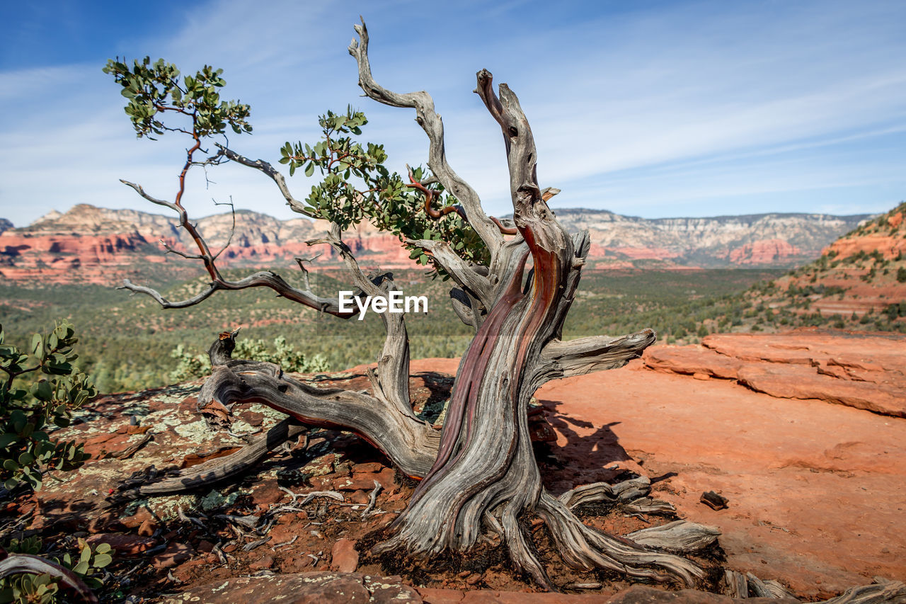 DEAD PLANT ON ROCK AGAINST SKY