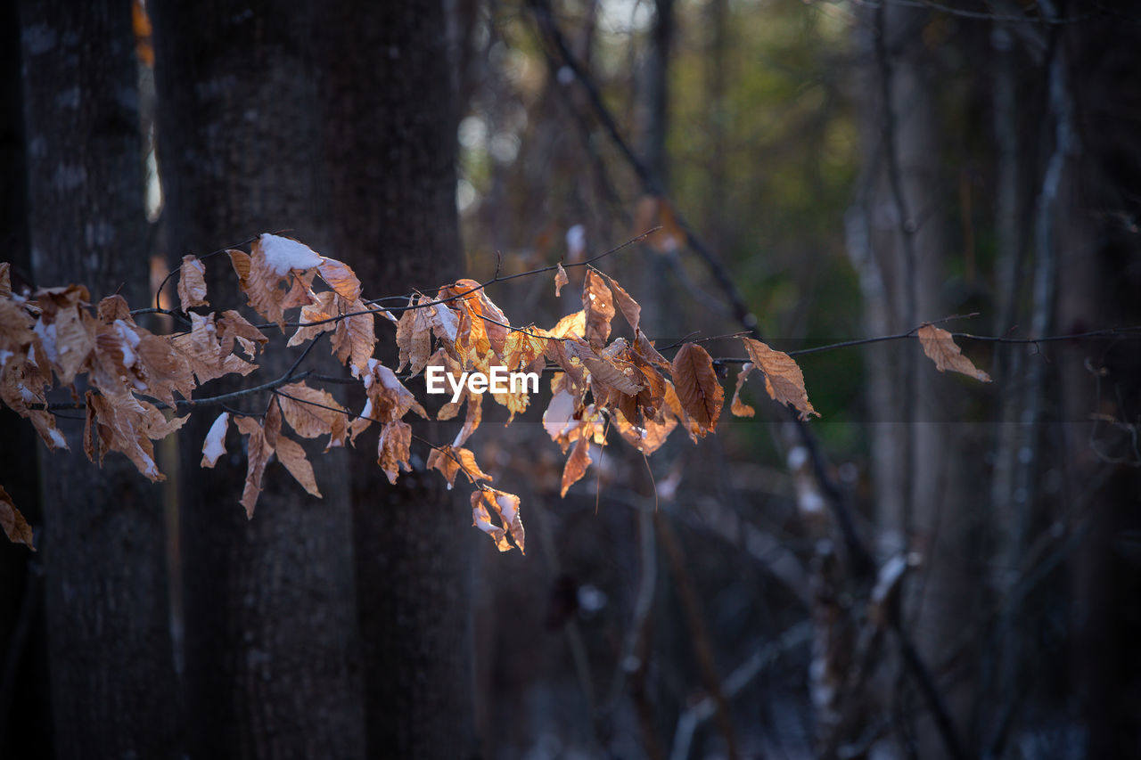 Close-up of tree in forest