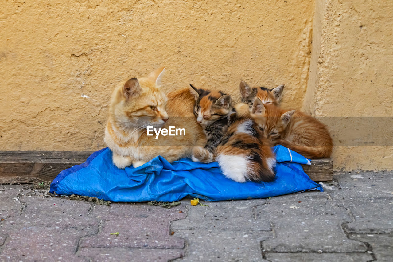 Close up cute friends cats in nature