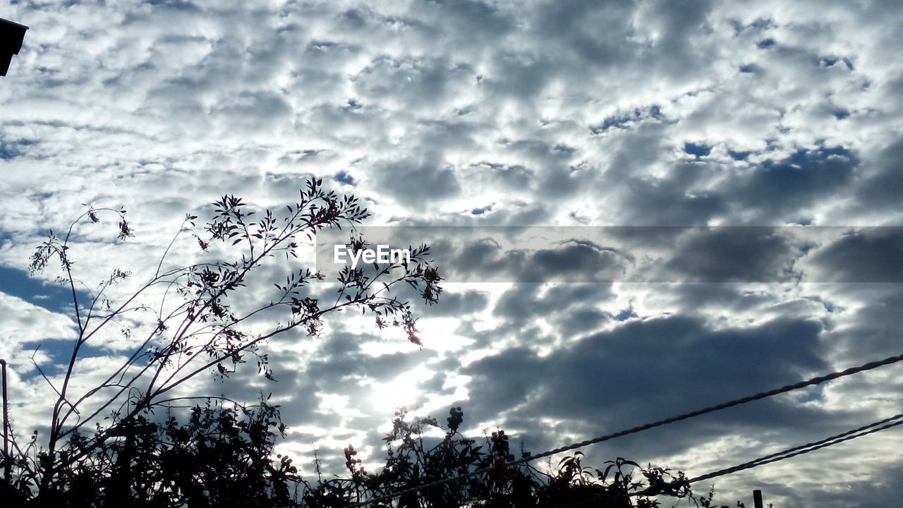 LOW ANGLE VIEW OF TREE AGAINST CLOUDY SKY