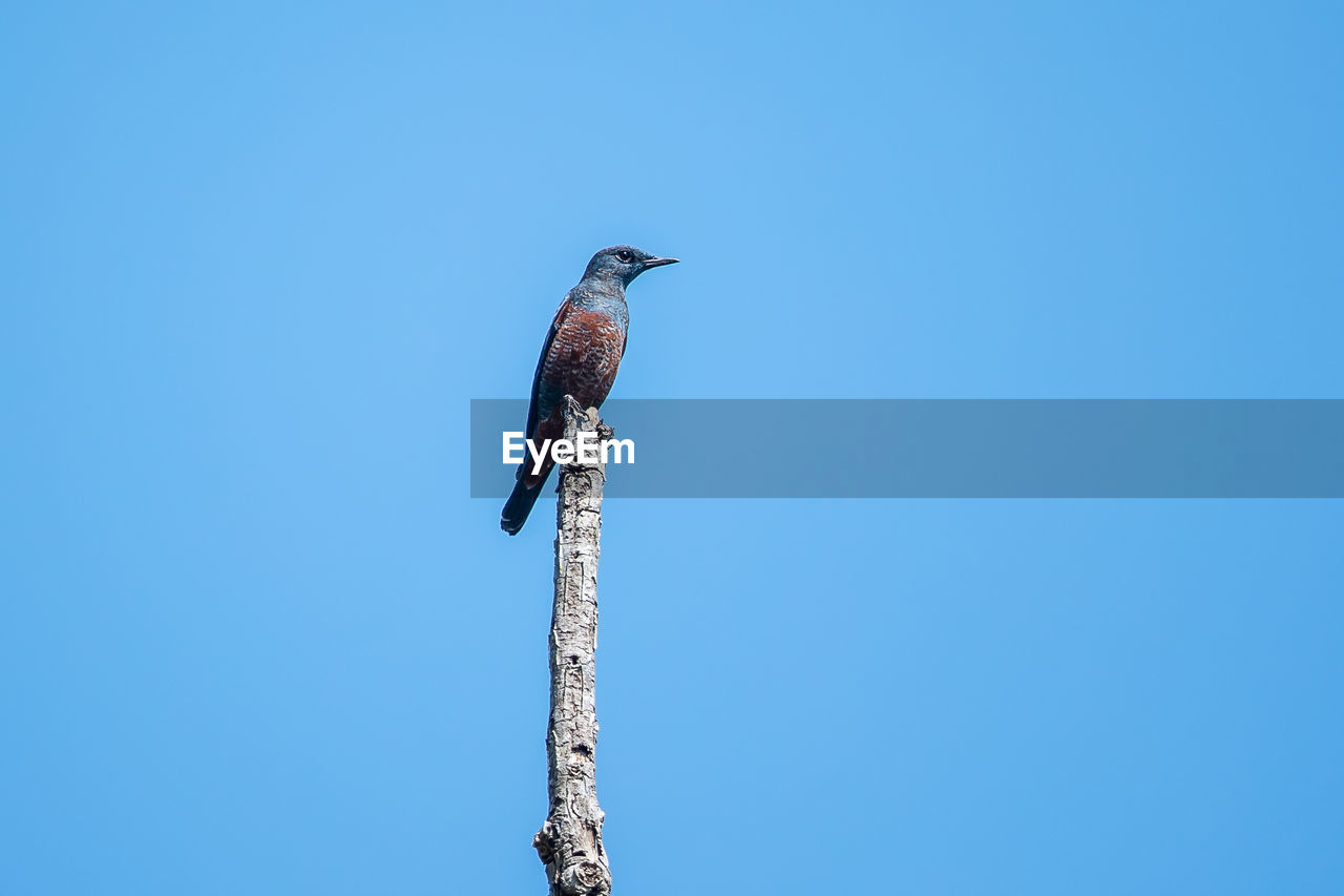 LOW ANGLE VIEW OF BIRD PERCHING ON POLE AGAINST CLEAR SKY